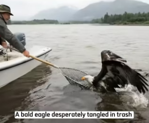 P0101017 Rescuing Bald Eagle desperately tangled in trash （Part 2)