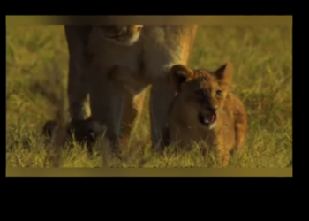 E0101016 La belleza nace en lo salvaje.