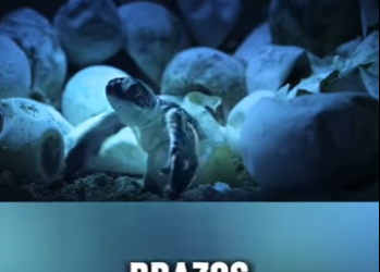 E0101007 La vida late en cada criatura.