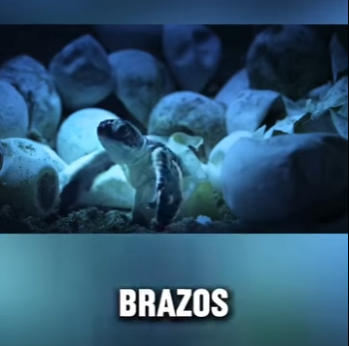 E0101007 La vida late en cada criatura.