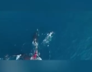 E0101020 El mundo animal es pura armonía.