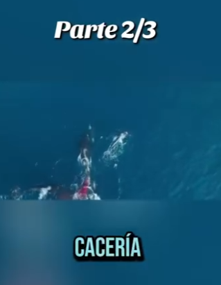 E0101020 El mundo animal es pura armonía.
