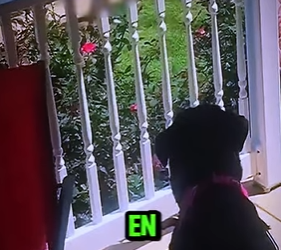 V0102011 Creía Estar Sola, Pero Su Perro La Vigilaba De Lejos! (Parte 2)