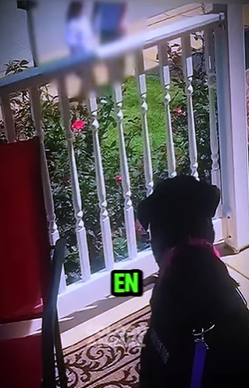 V0102011 Creía Estar Sola, Pero Su Perro La Vigilaba De Lejos! (Parte 2)