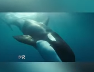 E0101021 Animales: el corazón vivo del planeta.