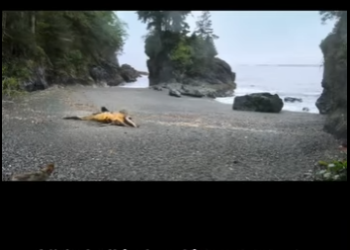 E0101004 El mundo animal es hogar.