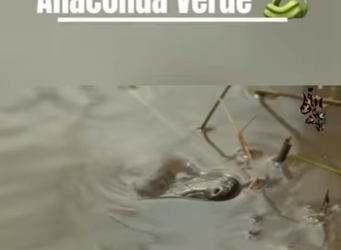 E0101013 La vida salvaje nos enseña a respetar.