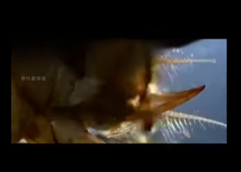 E0101006 Fuerza, belleza y supervivencia.