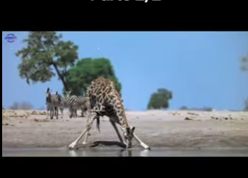 E0101023 La belleza del mundo animal es infinita.