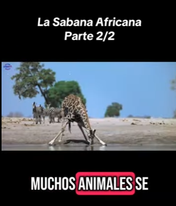 E0101023 La belleza del mundo animal es infinita.