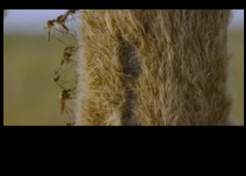 E0101010 Un mundo guiado por el instinto.