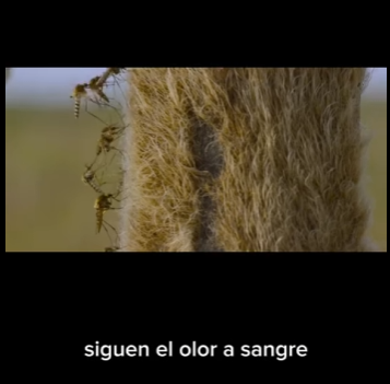 E0101010 Un mundo guiado por el instinto.