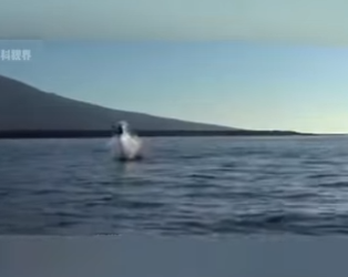 E0101015 El mundo animal está lleno de magia.