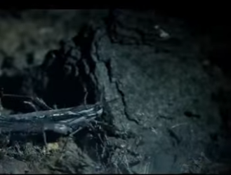 E0101009 Donde la vida salvaje respira libertad.