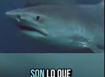 E0101018 Cada criatura tiene un papel en la naturaleza.