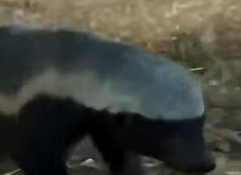 G0101029 Datos de Animales que No Te (Parte 2)