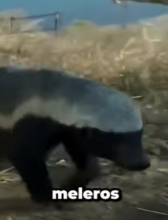 G0101029 Datos de Animales que No Te (Parte 2)