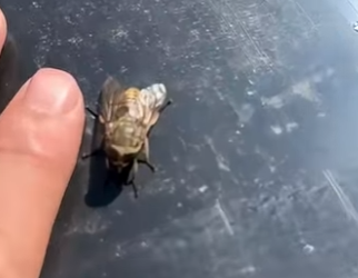 G0101012 Huye si Ves una de estas Moscas (Parte 2)