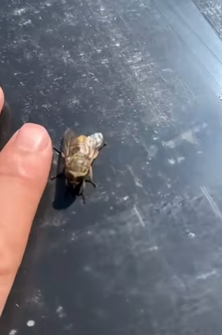 G0101012 Huye si Ves una de estas Moscas (Parte 2)