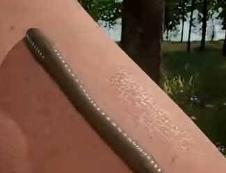 G0101017 Animales que Provocan su Propia Muerte (Parte 2)