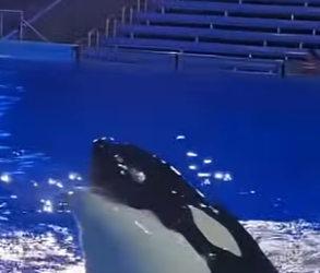 G0101021 Datos de Animales que No te (Parte 2)