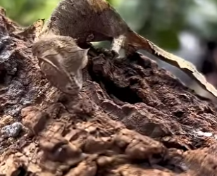 G0101027 Datos de Animales que part2