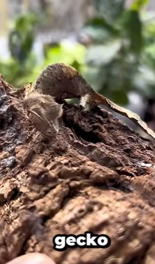 G0101027 Datos de Animales que part2