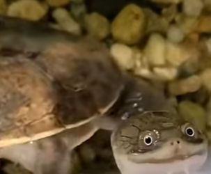 G0101019 Datos de Animales que No te Enseñan en el Cole (Parte 2)