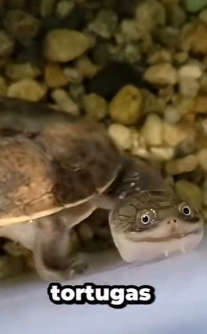 G0101019 Datos de Animales que No te Enseñan en el Cole (Parte 2)