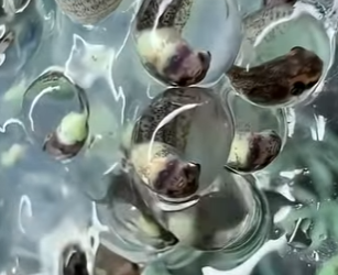 G0101030 Datos de Animales que Pocos Saben part2