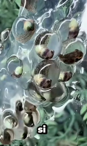 G0101030 Datos de Animales que Pocos Saben part2