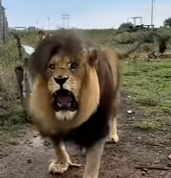 G0101028 Datos de Animales que Seguro que Te Gustan part2