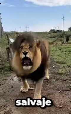 G0101028 Datos de Animales que Seguro que Te Gustan part2