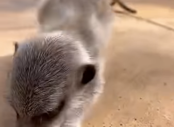 G0101026 Datos de Animales Poco part2