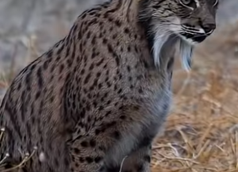 G0101020 Datos de Animales que te Van Gustar (Parte 2)