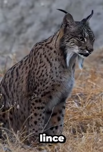 G0101020 Datos de Animales que te Van Gustar (Parte 2)