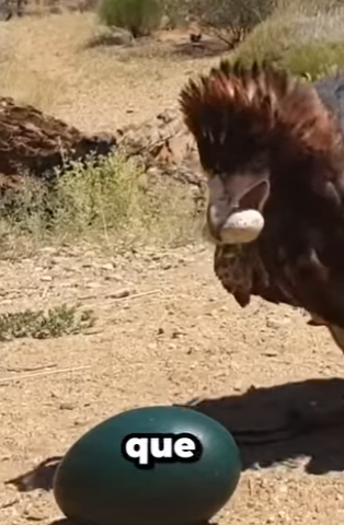 G0101006 Estos Sn los Huevos Más Grandes de Mundo (Parte 2)