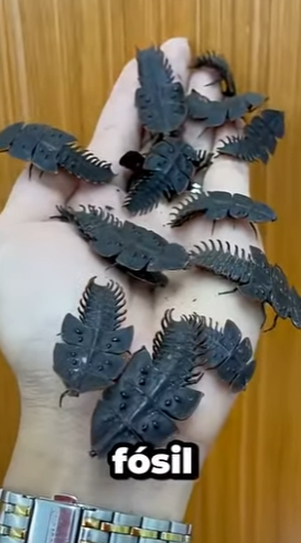 G0101013 Animales que Vas Descubrir Hoy (Parte 2)