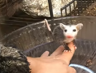 G0101024 Datos de Animales que Cuesta Creer part2