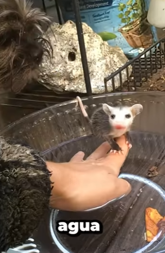 G0101024 Datos de Animales que Cuesta Creer part2