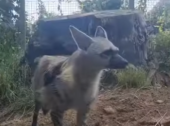 G0101023 Datos de Animales que lo Mismo te Suenan part2