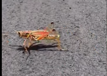 G0101022 Datos de Animales muy part2