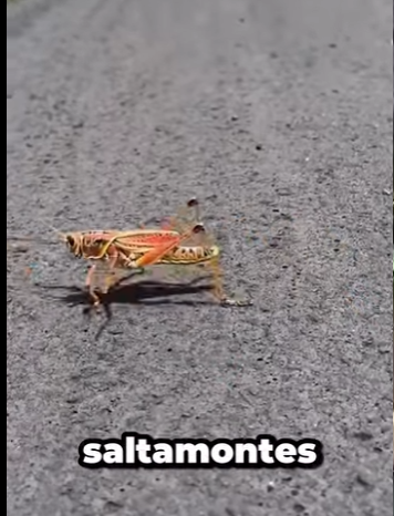 G0101022 Datos de Animales muy part2