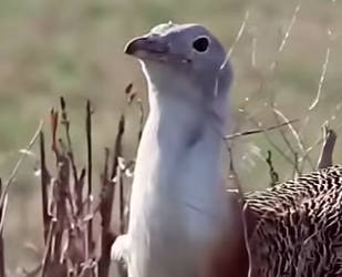 G0101025 Datos de Animales que Te Van Gustar (Part 2)