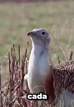 G0101025 Datos de Animales que Te Van Gustar (Part 2)