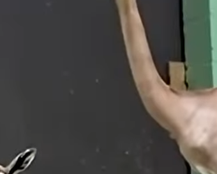 G0101018 Datos de Animales que te Van Gustar (Parte 2)