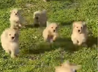 G0101015 Golden Retriever, el Mejor Perro por Estos (Parte 2)