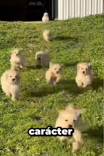 G0101015 Golden Retriever, el Mejor Perro por Estos (Parte 2)