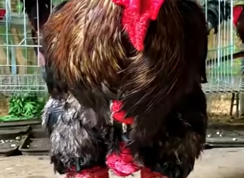 G0101014Las Gallinas Más Raras del Reino Animal (Parte 2)