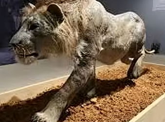 G0101010 Animales Prehistóricos Encontrados en el Hielo (Parte 2)